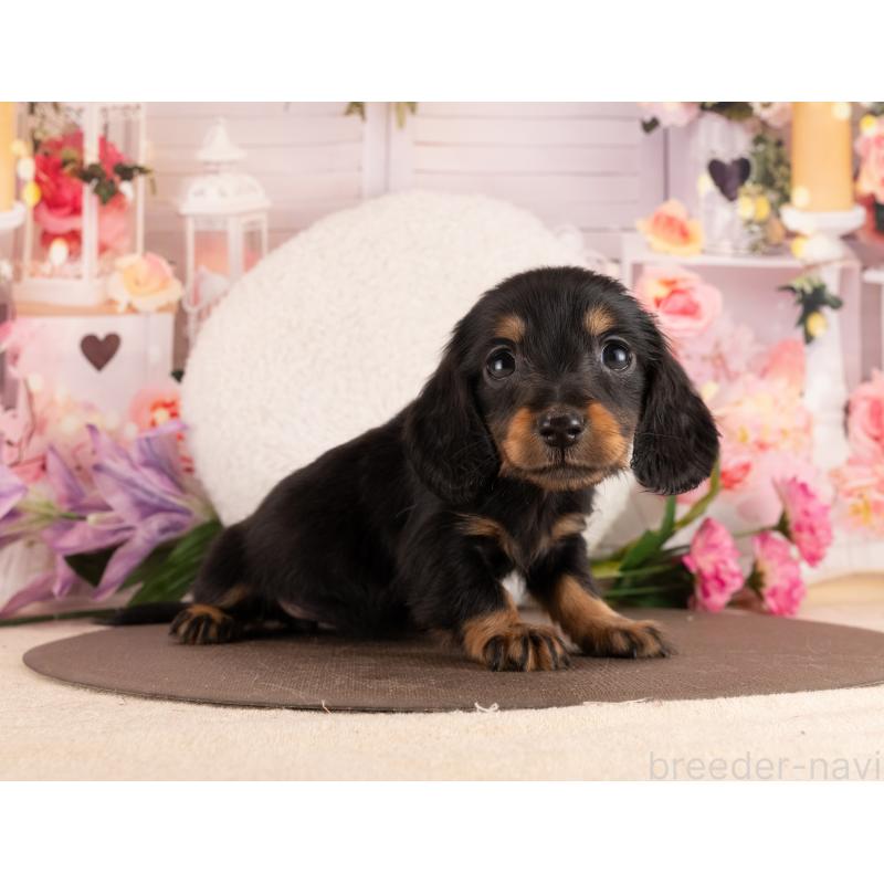 販売中の愛知県のミニチュアダックスフンド(ロングヘアード)-453740の2枚目