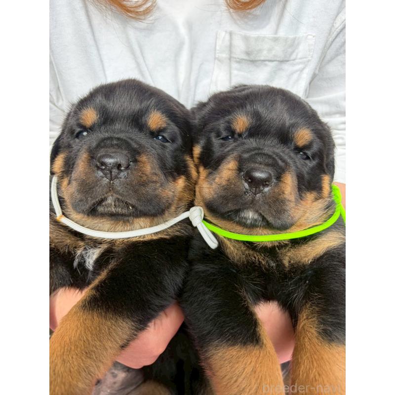 販売中の栃木県のロットワイラー-453741の6枚目