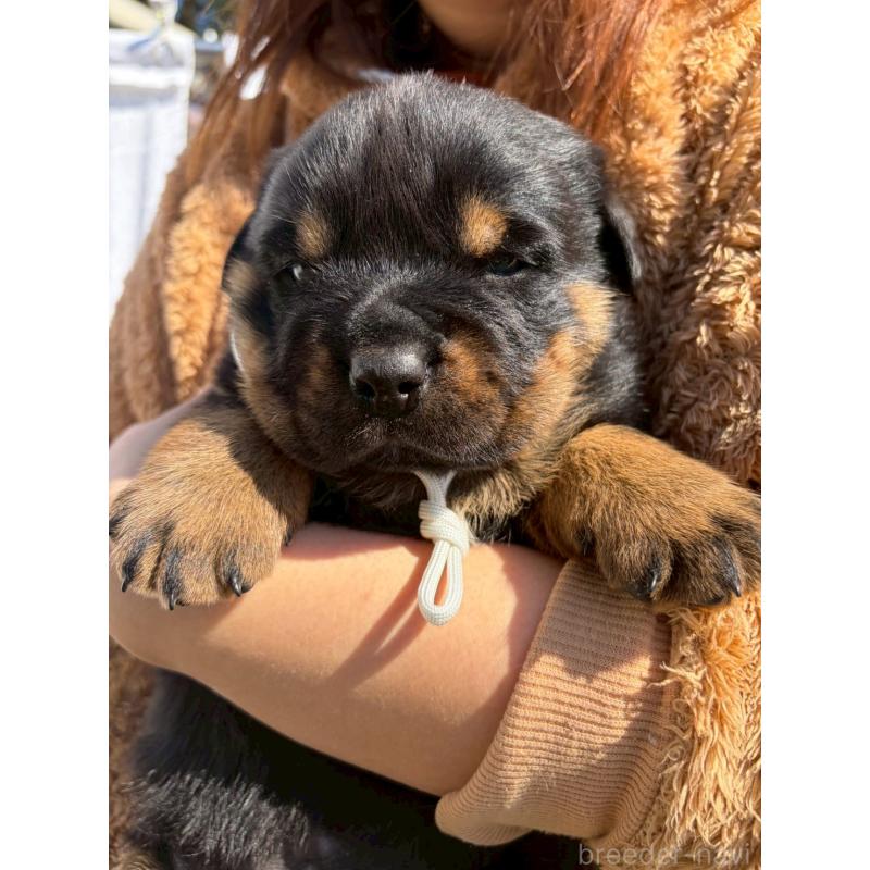 販売中の栃木県のロットワイラー-453741の5枚目