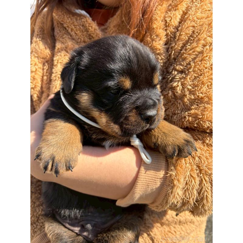 販売中の栃木県のロットワイラー-453741の4枚目