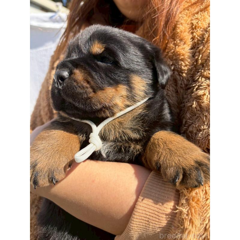 販売中の栃木県のロットワイラー-453741の3枚目