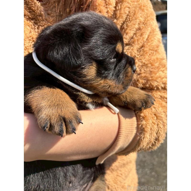 販売中の栃木県のロットワイラー-453741の2枚目