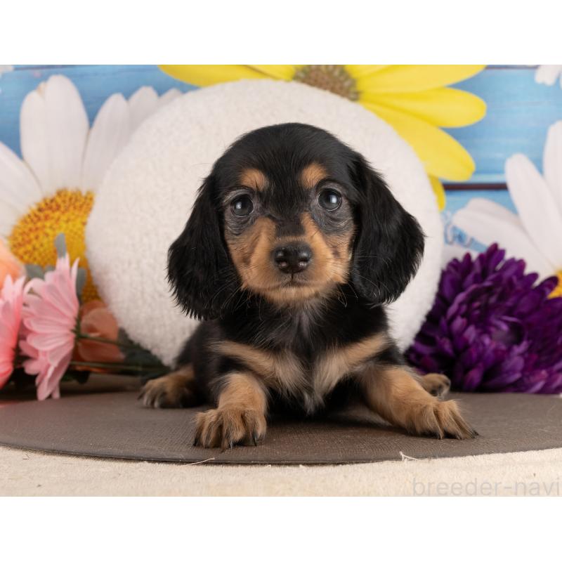 販売中の愛知県のミニチュアダックスフンド(ロングヘアード)-453742の5枚目