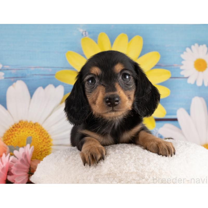 販売中の愛知県のミニチュアダックスフンド(ロングヘアード)-453742の4枚目