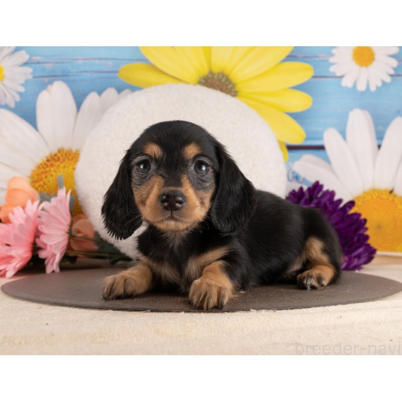 販売中の愛知県のミニチュアダックスフンド(ロングヘアード)-453742の2枚目