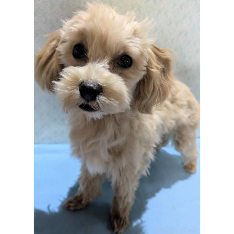 販売中の埼玉県のマルプー:マルチーズ×トイプードル-423328