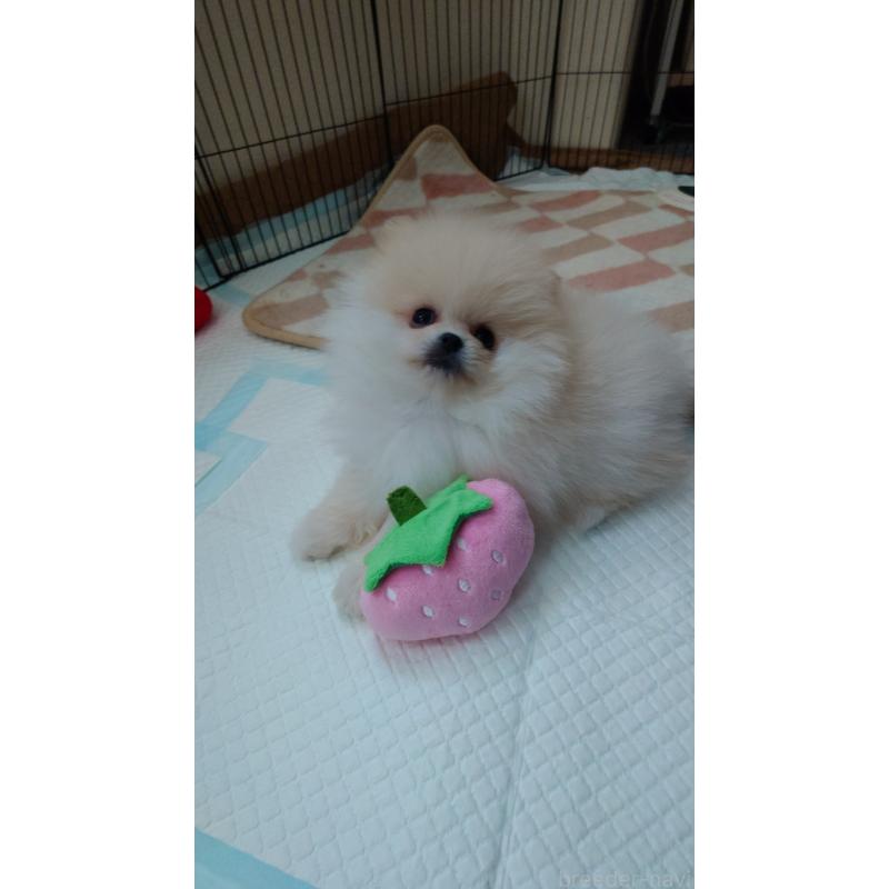 販売中の滋賀県のポメラニアン-453743の4枚目