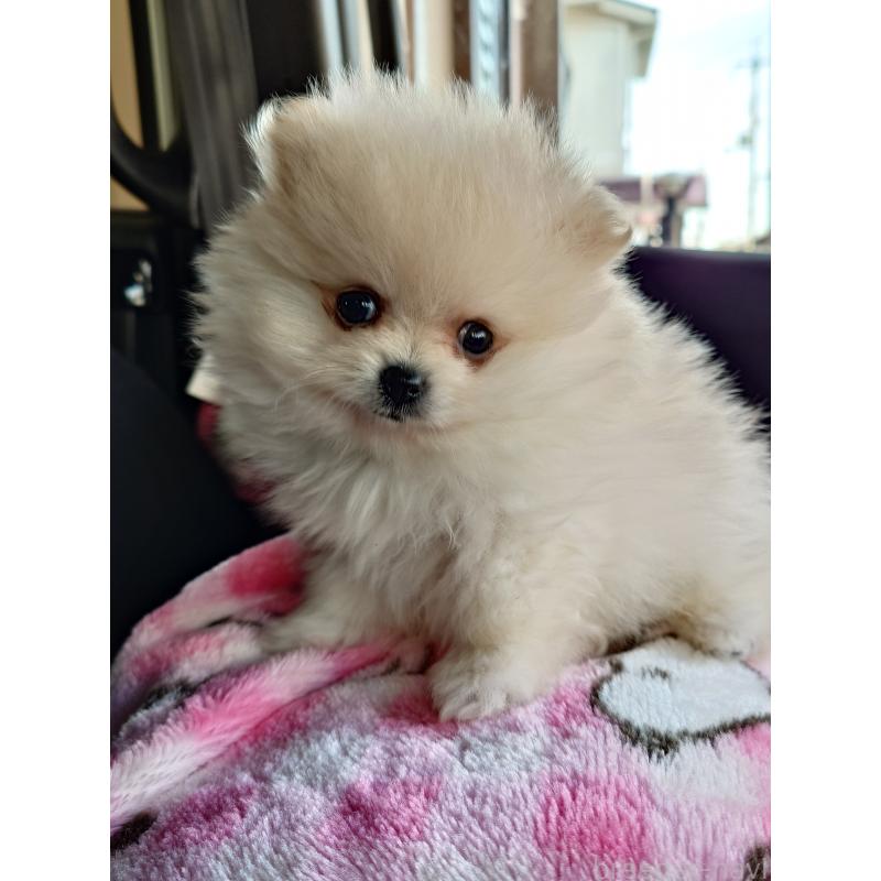 販売中の滋賀県のポメラニアン-453743の3枚目