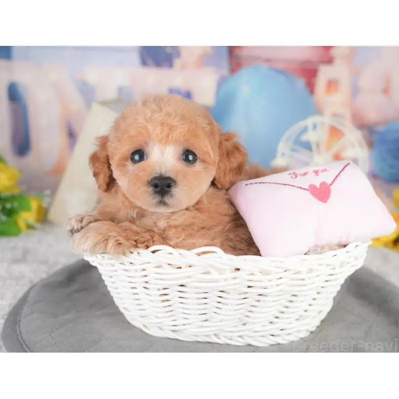 販売中の東京都のトイプードル-454154の9枚目