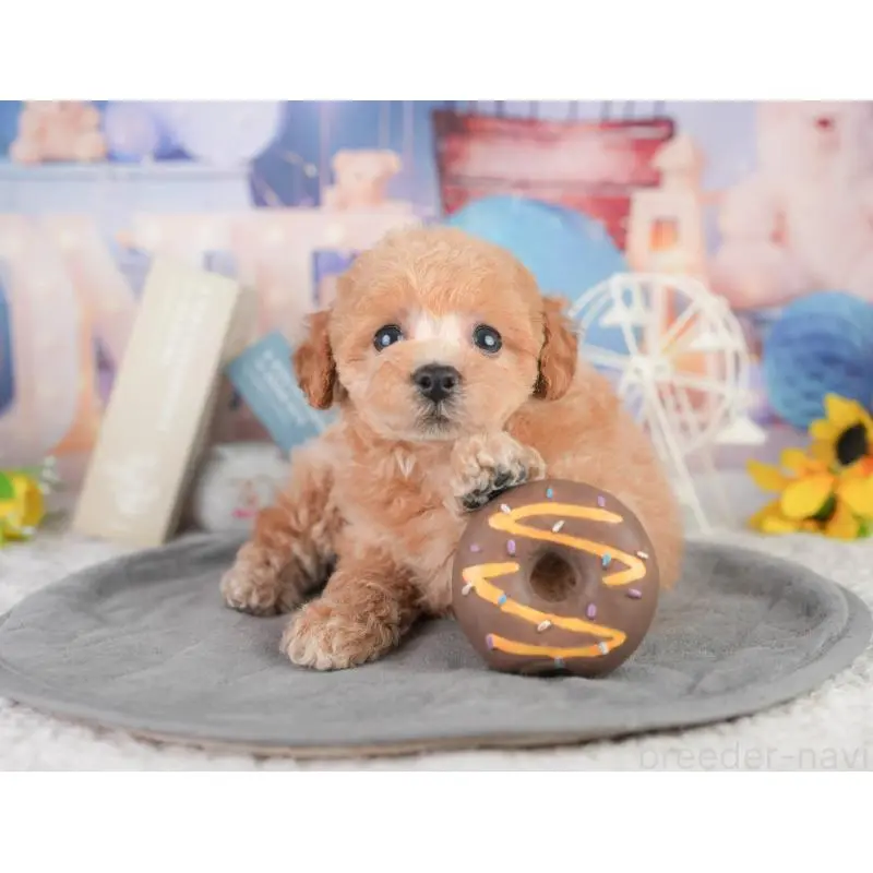 販売中の東京都のトイプードル-454154の7枚目