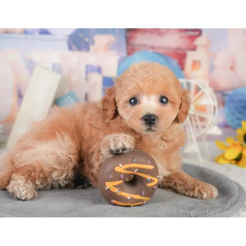 販売中の東京都のトイプードル-454154の5枚目