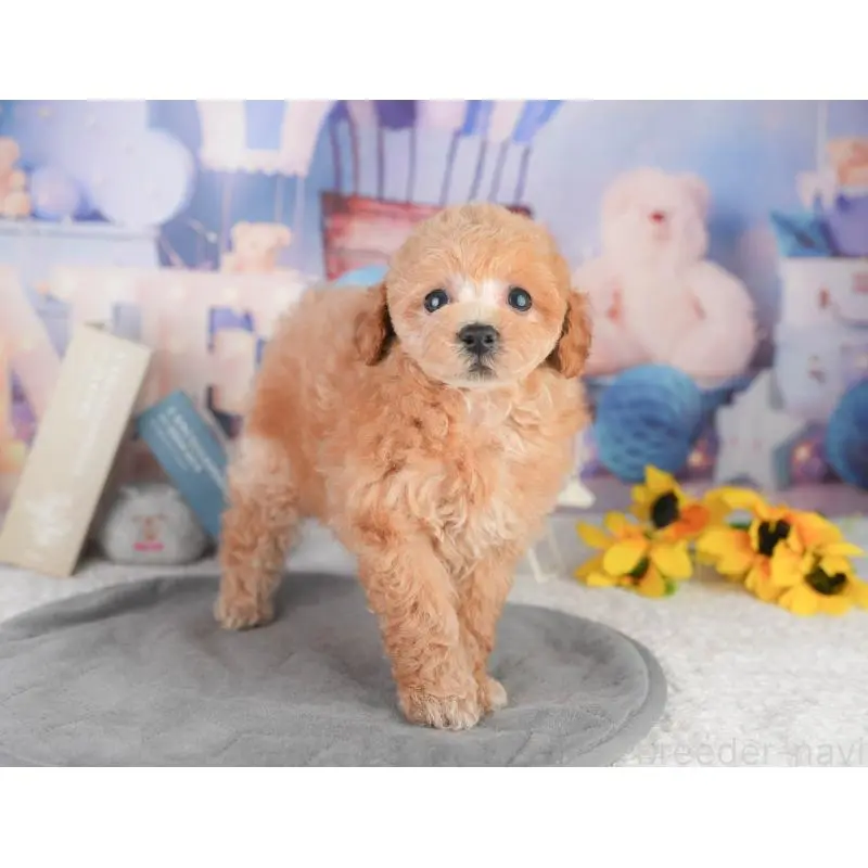 販売中の東京都のトイプードル-454154の3枚目