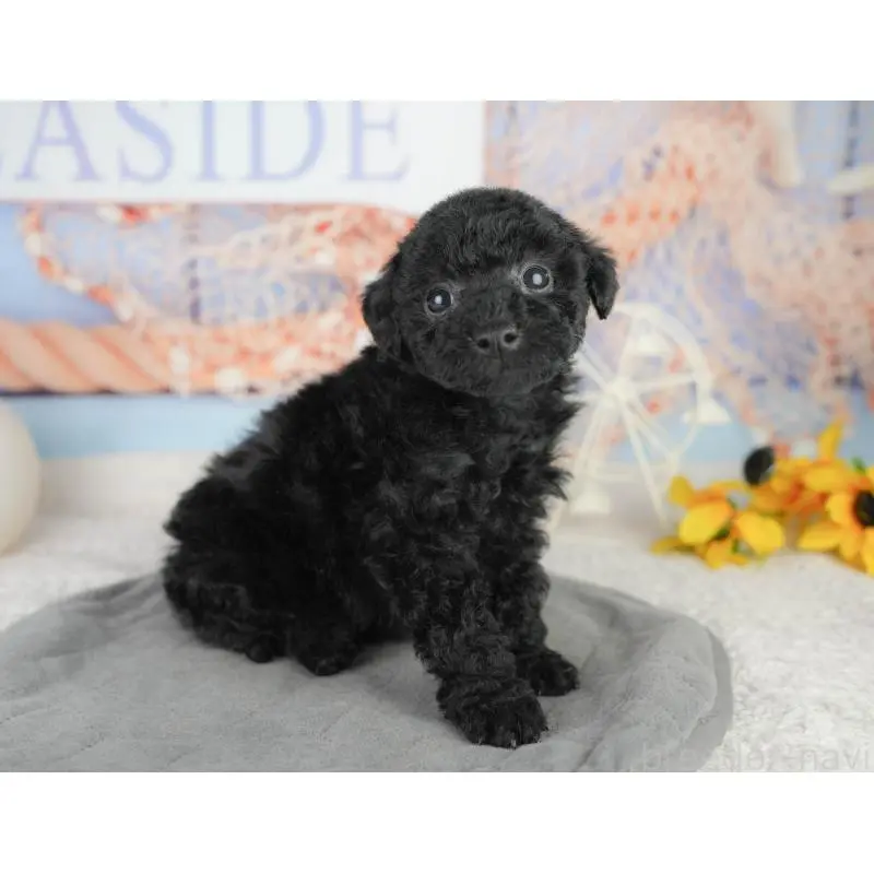 販売中の東京都のトイプードル-454150の10枚目