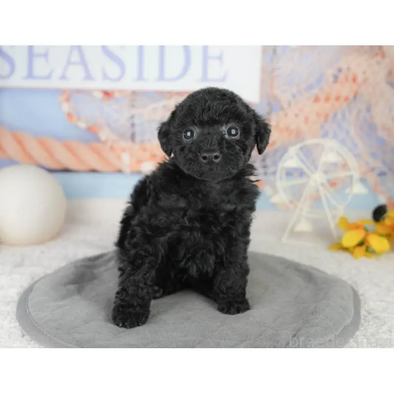 販売中の東京都のトイプードル-454150の9枚目