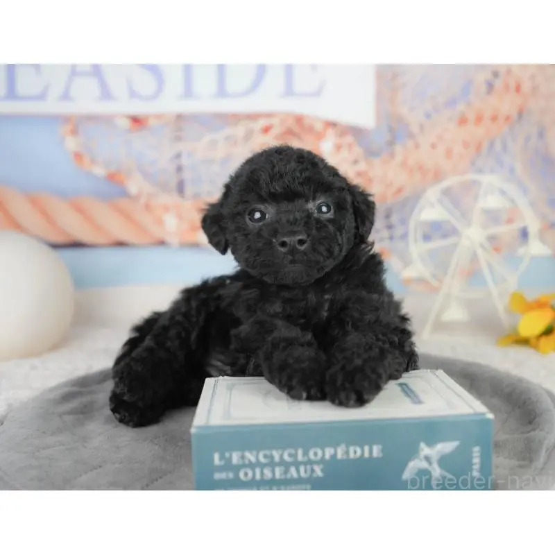 販売中の東京都のトイプードル-454150の6枚目