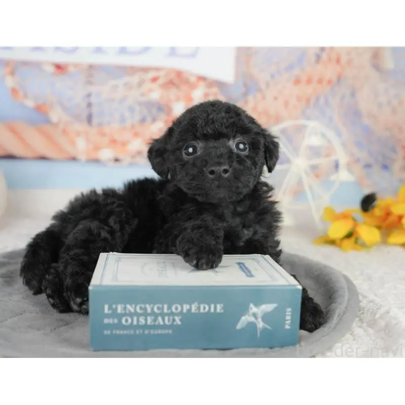 販売中の東京都のトイプードル-454150の5枚目