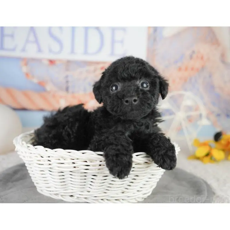 販売中の東京都のトイプードル-454150の3枚目