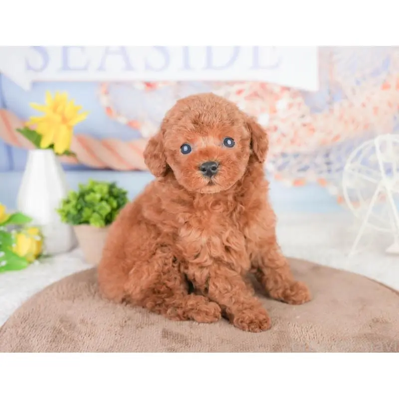 販売中の東京都のタイニープードル-454148の5枚目