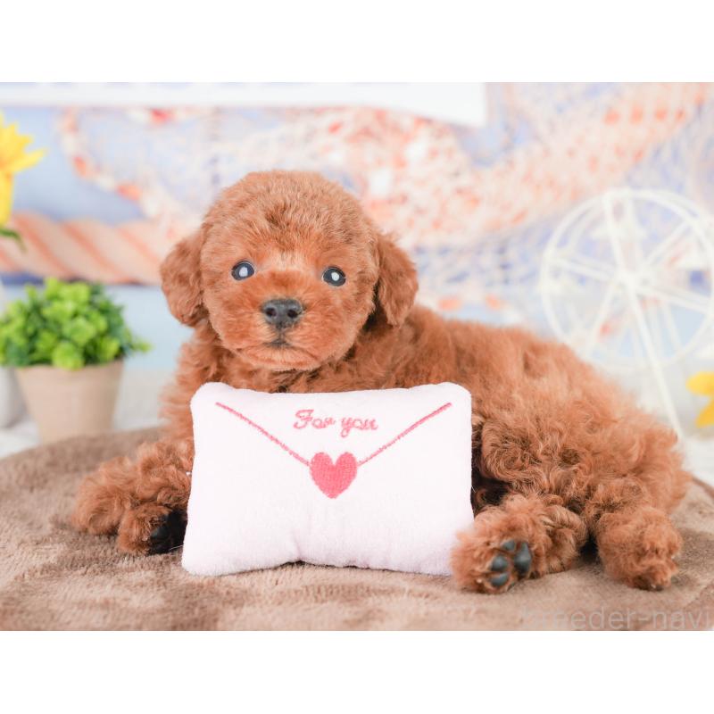 販売中の東京都のタイニープードル-454148の4枚目