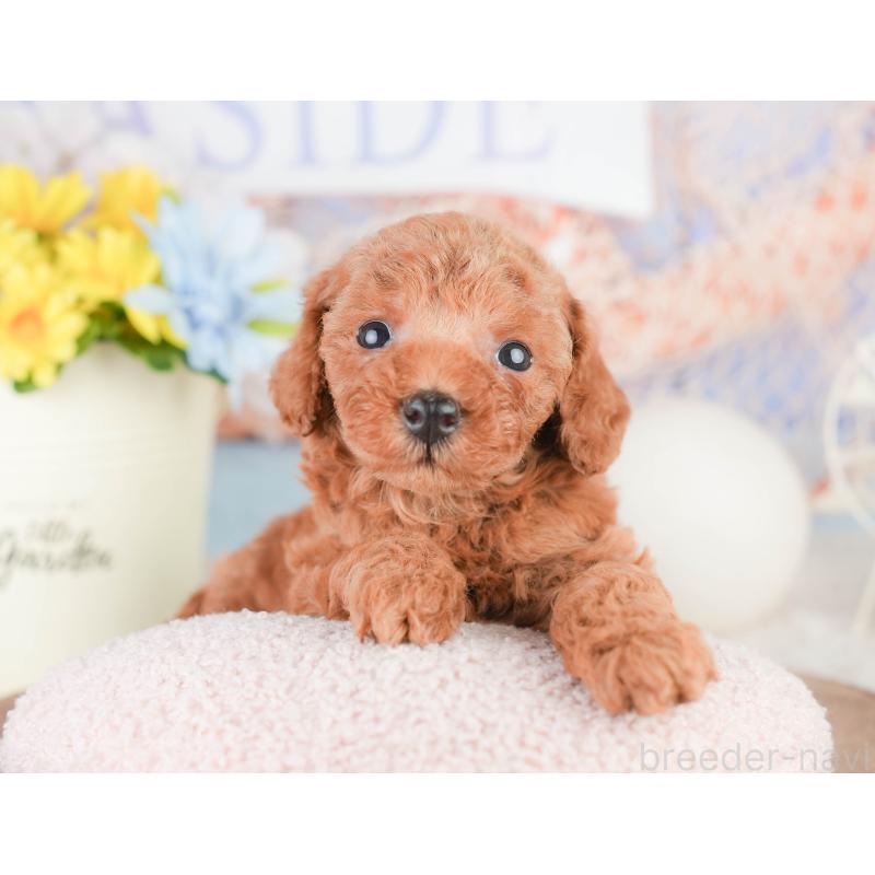 ♂︎トイプードル