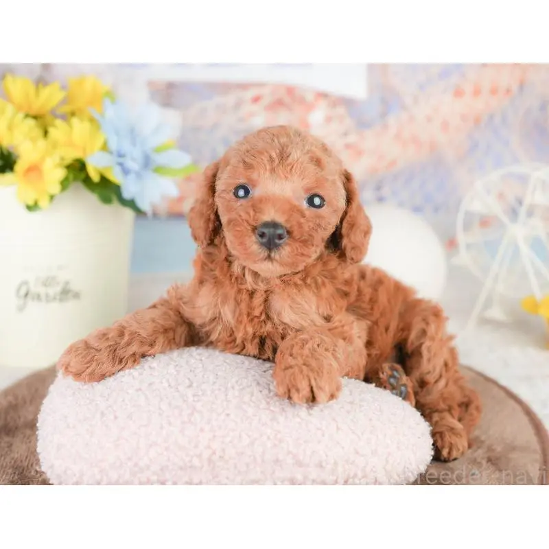 販売中の東京都のトイプードル-454143の11枚目