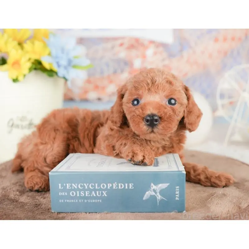 販売中の東京都のトイプードル-454143の7枚目