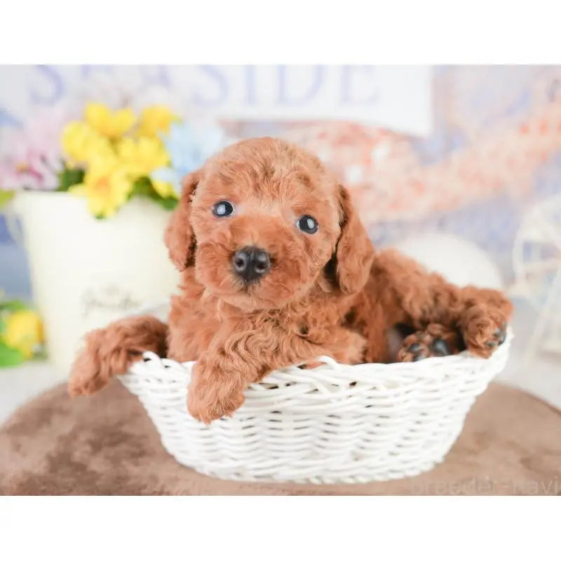 販売中の東京都のトイプードル-454143の6枚目