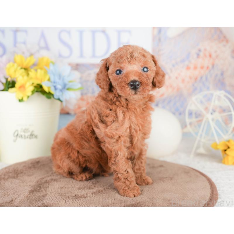 販売中の東京都のトイプードル-454143の4枚目