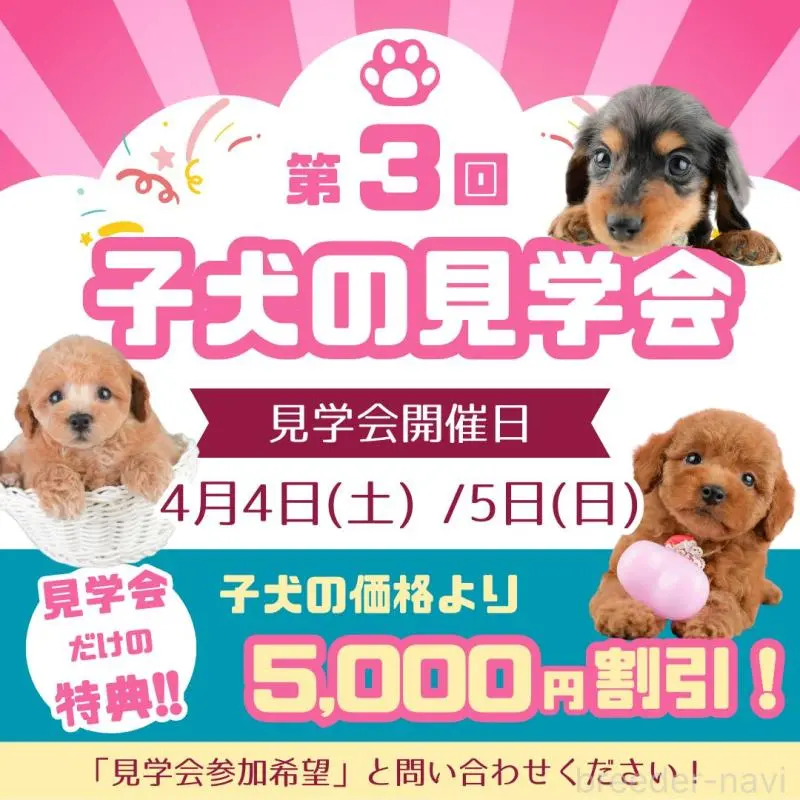 販売中の東京都のトイプードル-454137の11枚目