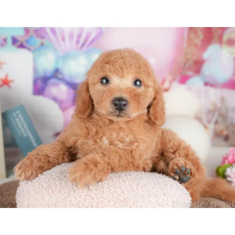 販売中の東京都のトイプードル-454137の7枚目