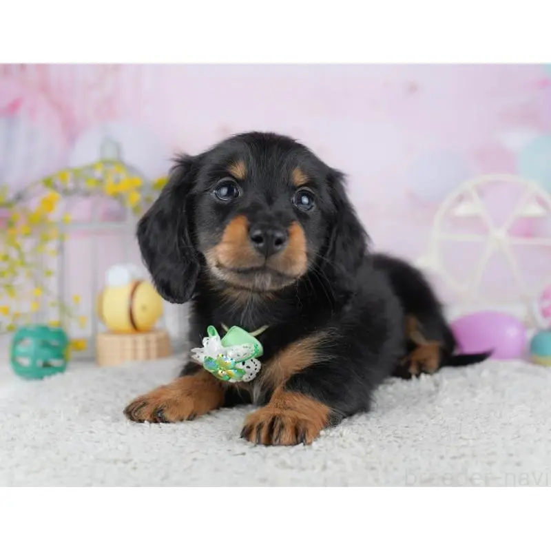 成約済の千葉県のミニチュアダックスフンド(ロングヘアード)-453893の13枚目