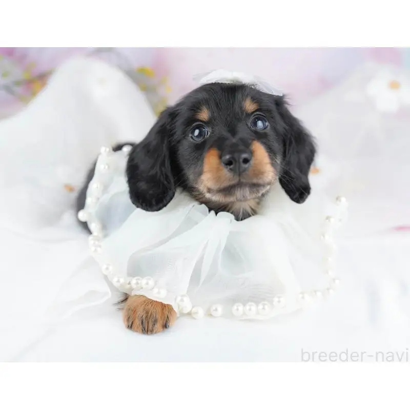 成約済の千葉県のミニチュアダックスフンド(ロングヘアード)-453893の12枚目