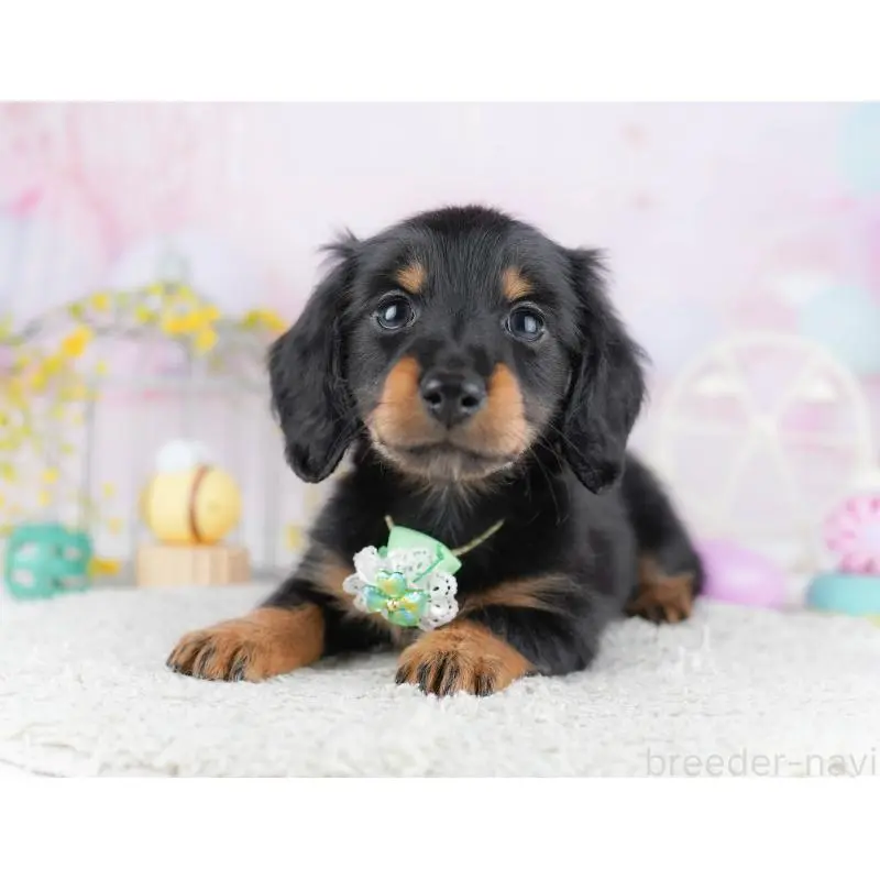 成約済の千葉県のミニチュアダックスフンド(ロングヘアード)-453893の11枚目