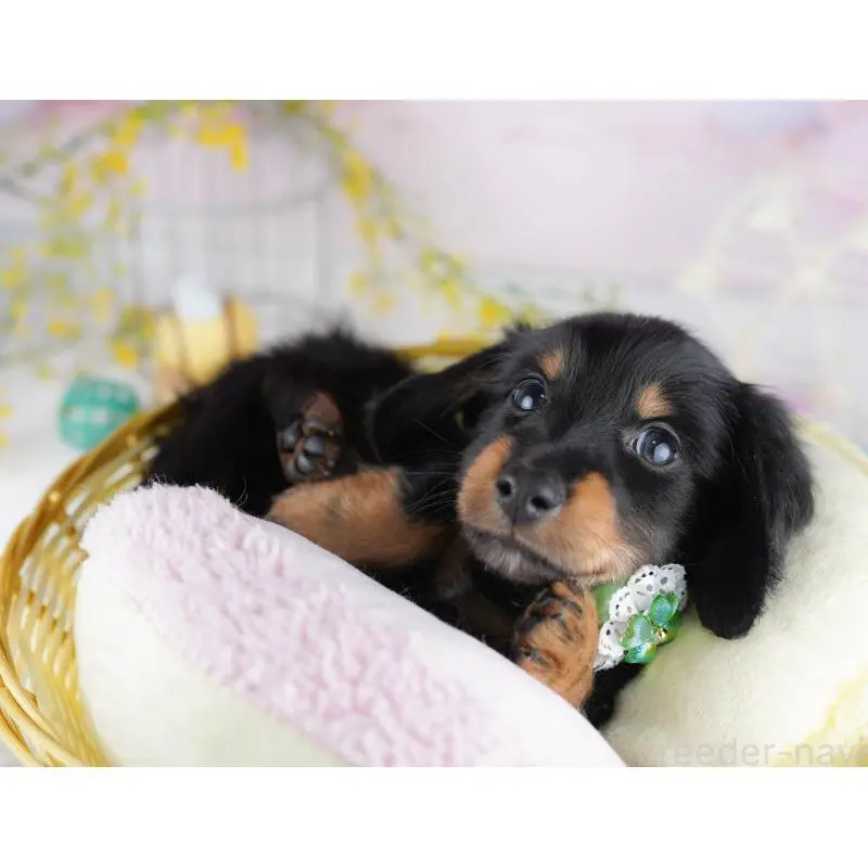 成約済の千葉県のミニチュアダックスフンド(ロングヘアード)-453893の10枚目