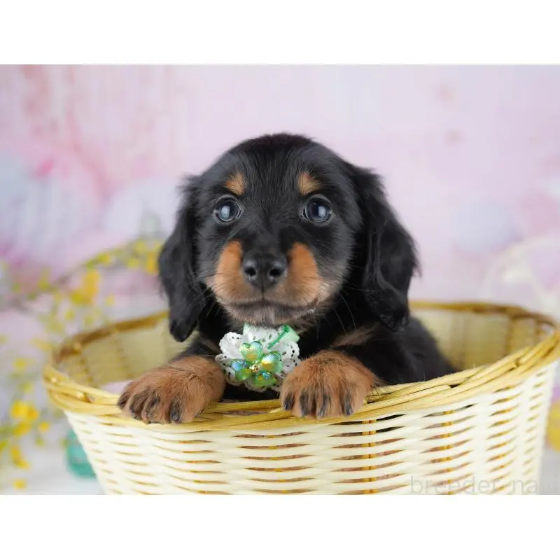 成約済の千葉県のミニチュアダックスフンド(ロングヘアード)-453893の9枚目