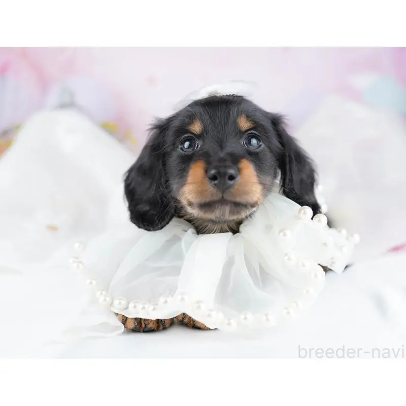 成約済の千葉県のミニチュアダックスフンド(ロングヘアード)-453893の8枚目