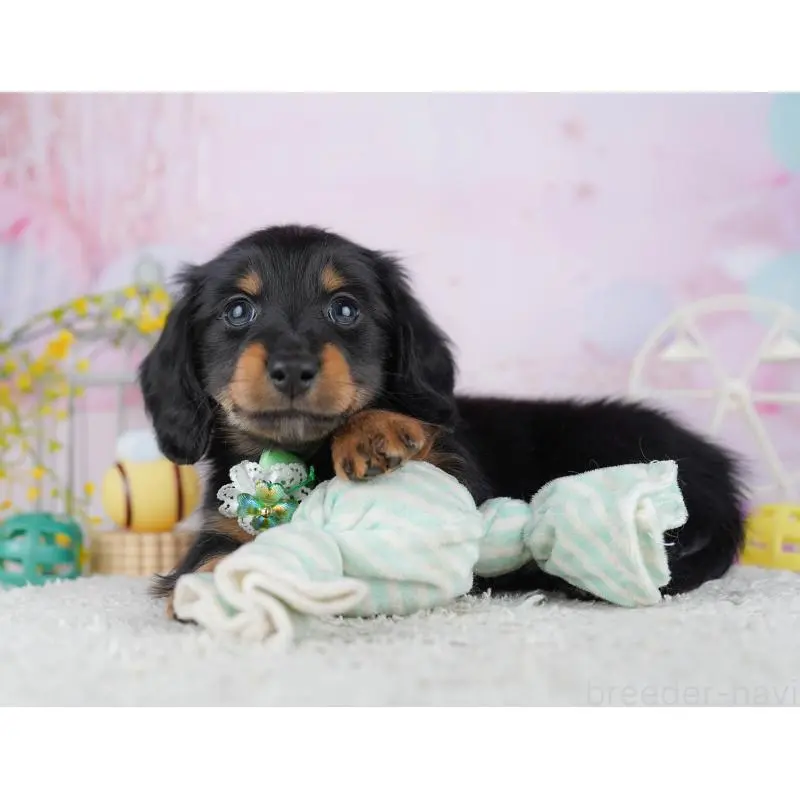 成約済の千葉県のミニチュアダックスフンド(ロングヘアード)-453893の7枚目