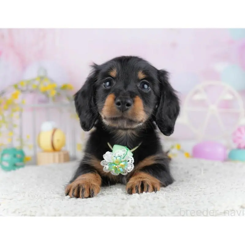 成約済の千葉県のミニチュアダックスフンド(ロングヘアード)-453893の6枚目