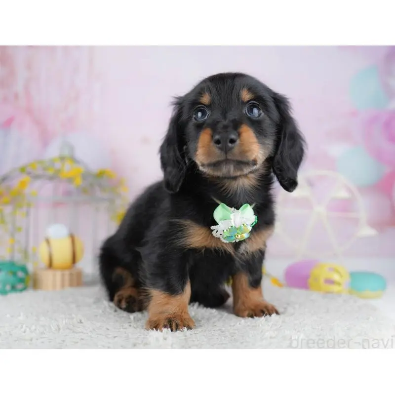 成約済の千葉県のミニチュアダックスフンド(ロングヘアード)-453893の4枚目