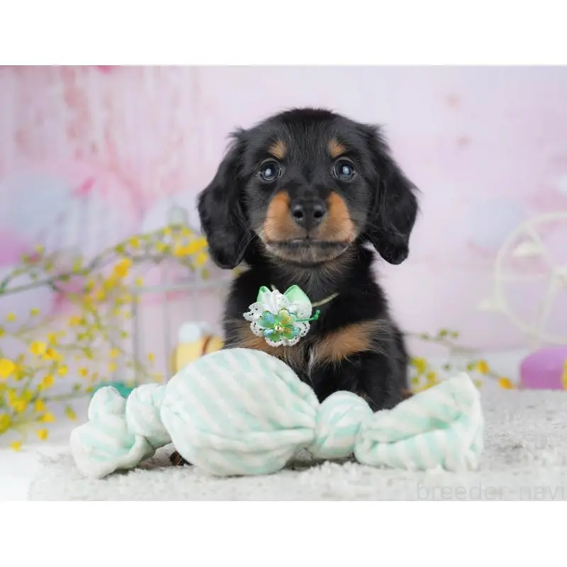 成約済の千葉県のミニチュアダックスフンド(ロングヘアード)-453893の3枚目