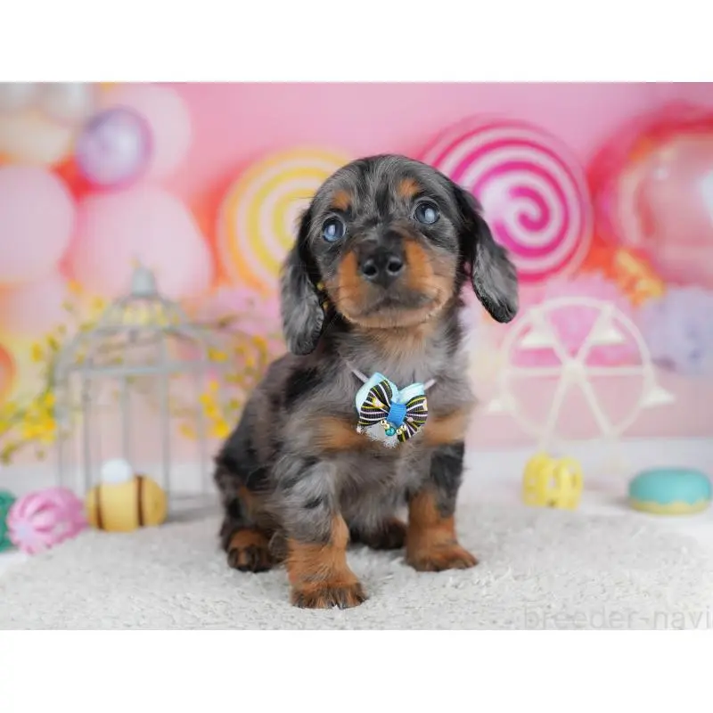 販売中の千葉県のミニチュアダックスフンド(ロングヘアード)-453891の11枚目