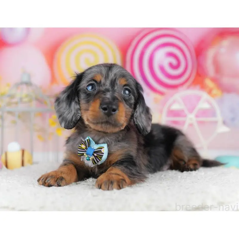 販売中の千葉県のミニチュアダックスフンド(ロングヘアード)-453891の9枚目