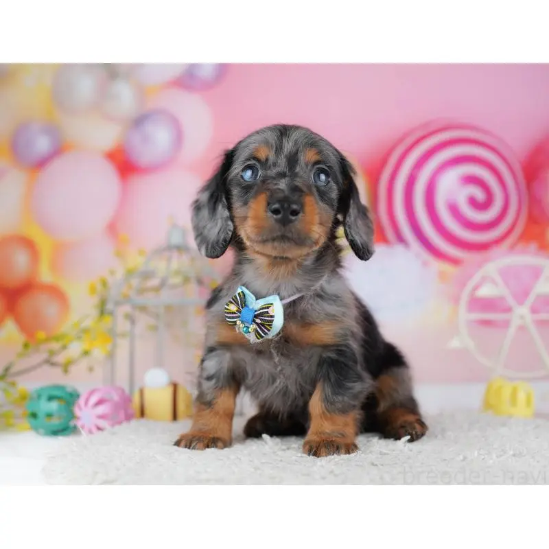 販売中の千葉県のミニチュアダックスフンド(ロングヘアード)-453891の8枚目