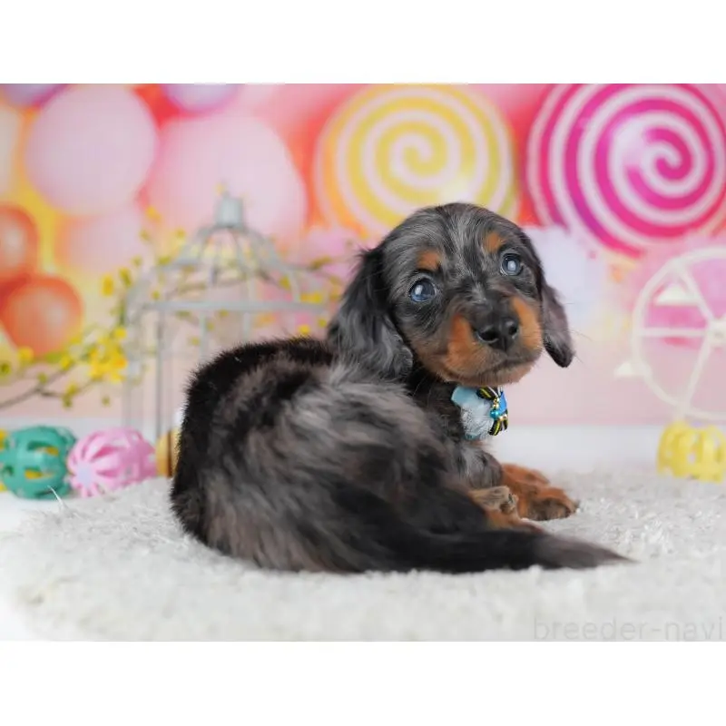 販売中の千葉県のミニチュアダックスフンド(ロングヘアード)-453891の7枚目