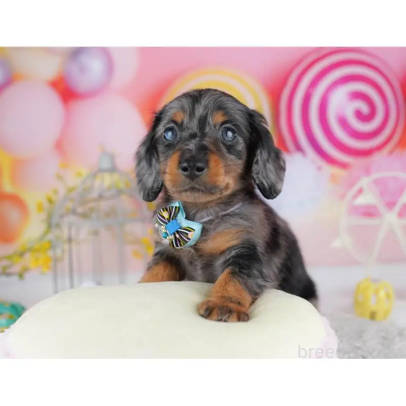 販売中の千葉県のミニチュアダックスフンド(ロングヘアード)-453891の6枚目