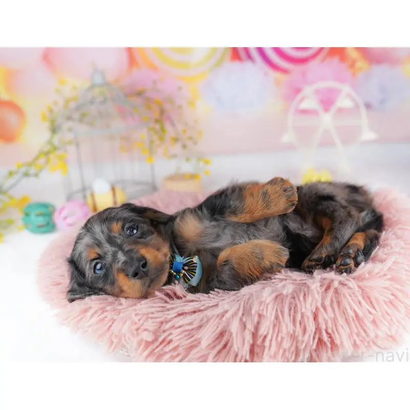 販売中の千葉県のミニチュアダックスフンド(ロングヘアード)-453891の5枚目