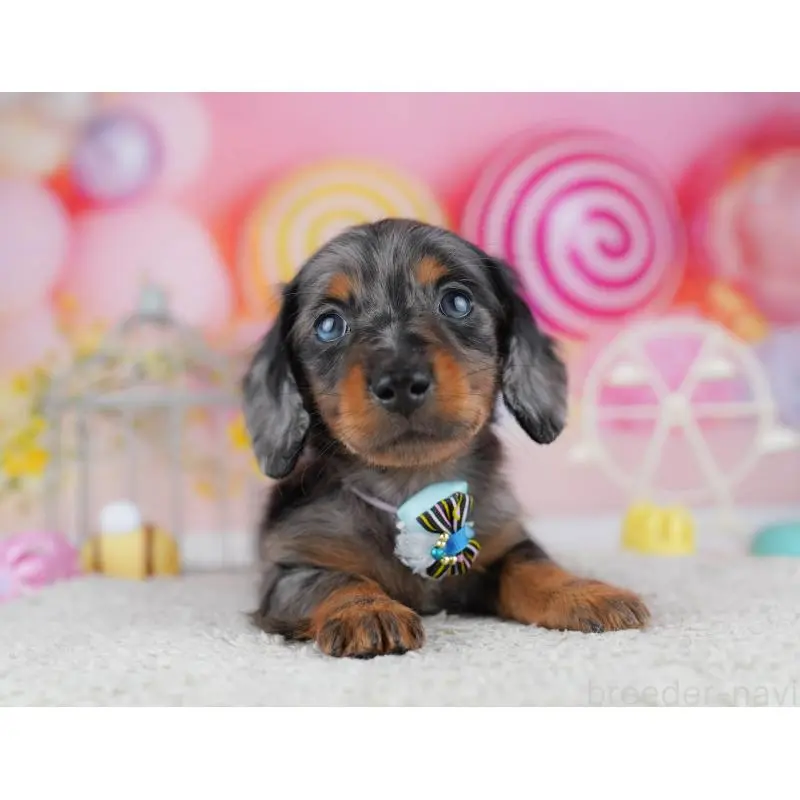 販売中の千葉県のミニチュアダックスフンド(ロングヘアード)-453891の4枚目