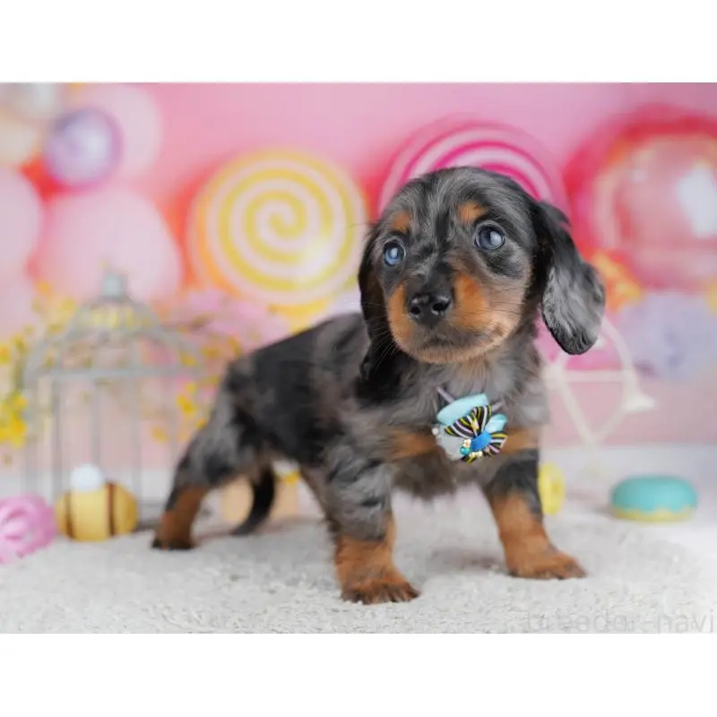 販売中の千葉県のミニチュアダックスフンド(ロングヘアード)-453891の3枚目