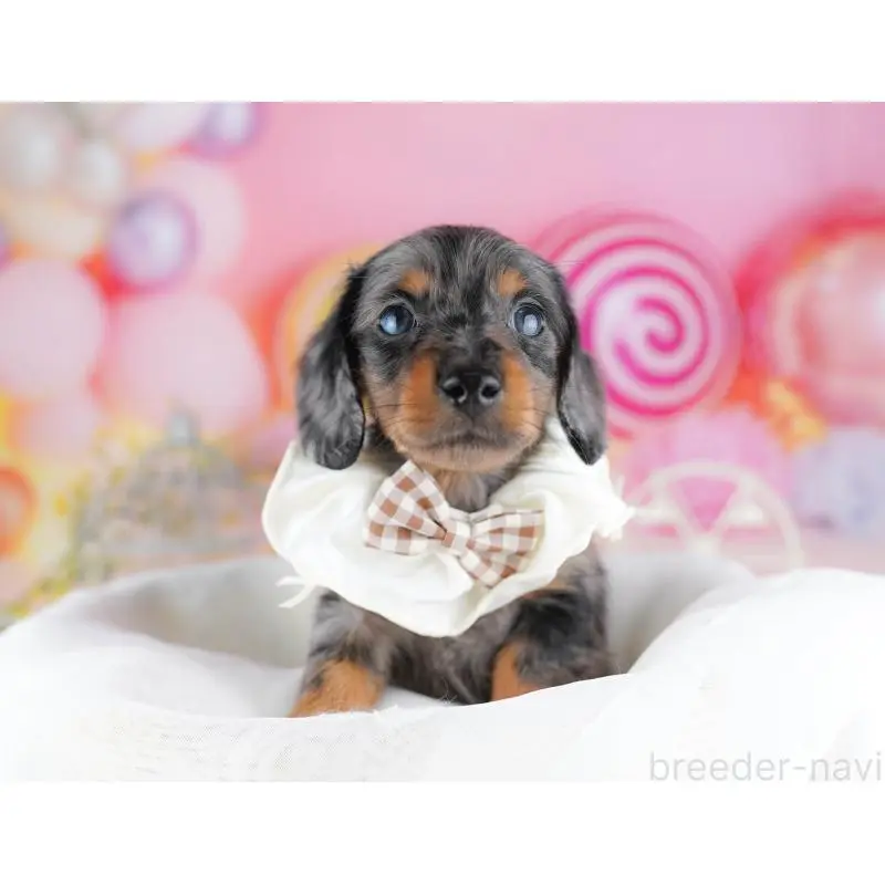 販売中の千葉県のミニチュアダックスフンド(ロングヘアード)-453891の2枚目