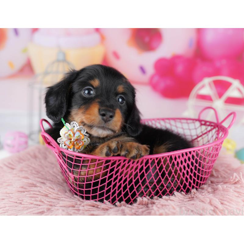 販売中の千葉県のミニチュアダックスフンド(ロングヘアード)-453889の12枚目